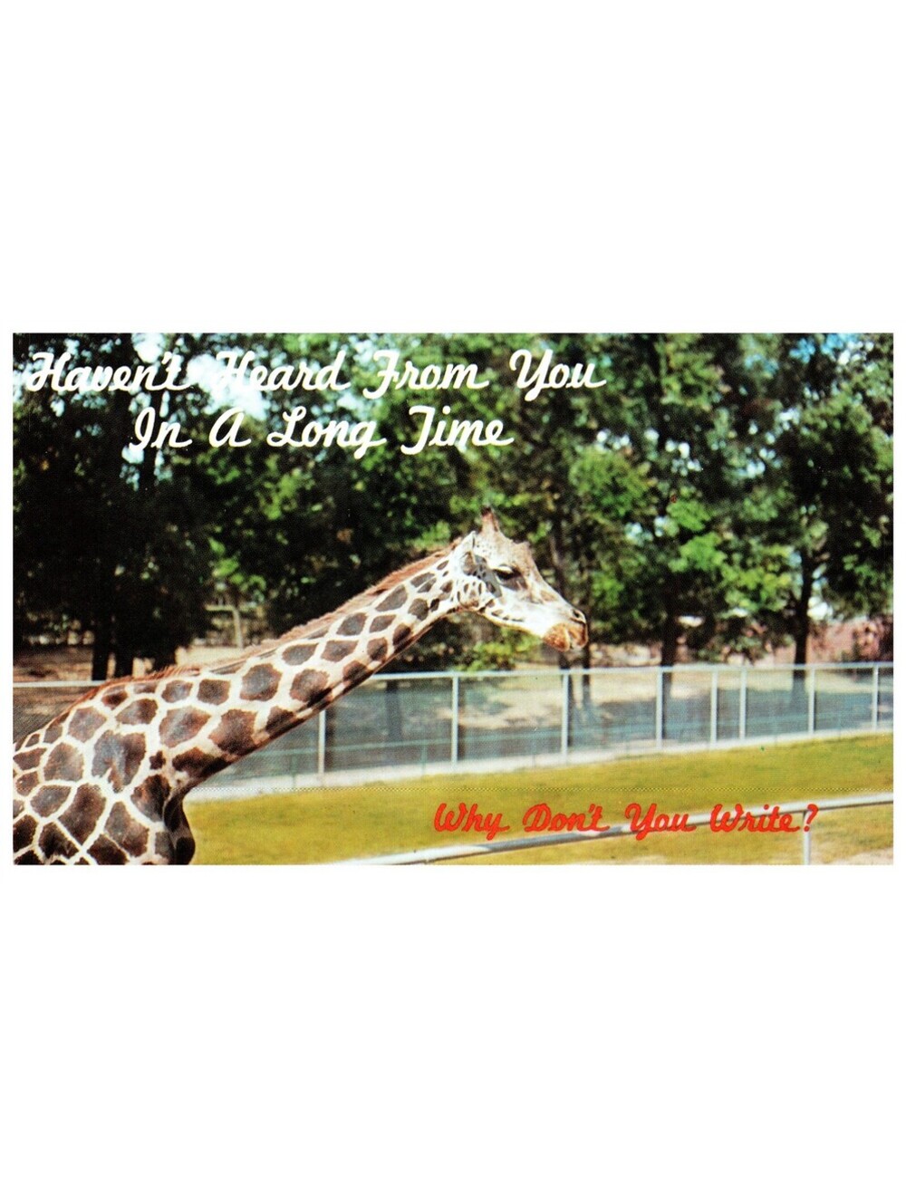 Vintage Postcard Giraffe Haven’t Heard From You Why Don’t You Write Old Stock